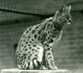 Un serval au zoo de Londres, 1923